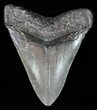 Bargain, Fossil Megalodon Tooth - South Carolina #51138-1